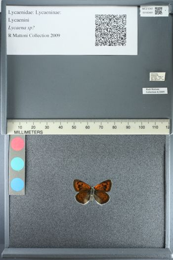 Media type: image;   Entomology 183481